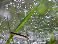 Gota